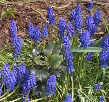 Blauwe druifjes 10 stuks Producten in de kijker Webshop